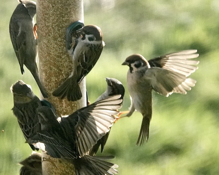 tree sparrow
